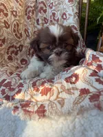 Tiny Memphis, a male Shih Tzu for sale in Seymour, MO – 8 of 10