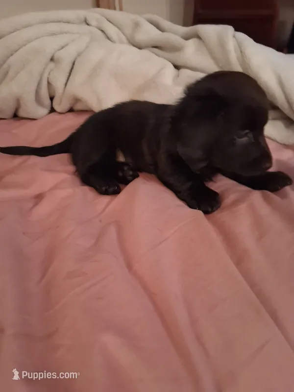 Diesel  – Dachshund puppy for sale in Denver, CO