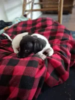 Cowboy , a male Chiweenie for sale in Denver, CO – 3 of 10