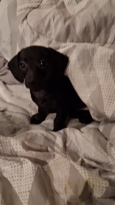 Dafne, a female Chiweenie for sale in Denver, CO – 4 of 4