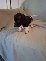 Annie , a female Chiweenie for sale in Denver, CO – 6 of 10
