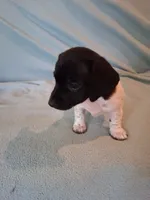 Cowboy , a male Chiweenie for sale in Denver, CO – 6 of 10