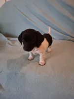 Cowboy , a male Chiweenie for sale in Denver, CO – 5 of 10