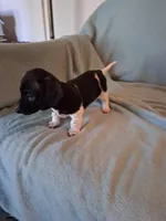 Annie , a female Chiweenie for sale in Denver, CO – 9 of 10
