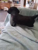 Diesel , a male Dachshund for sale in Denver, CO – 8 of 8