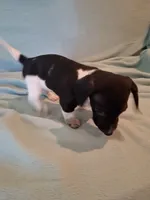Annie , a female Chiweenie for sale in Denver, CO – 5 of 10