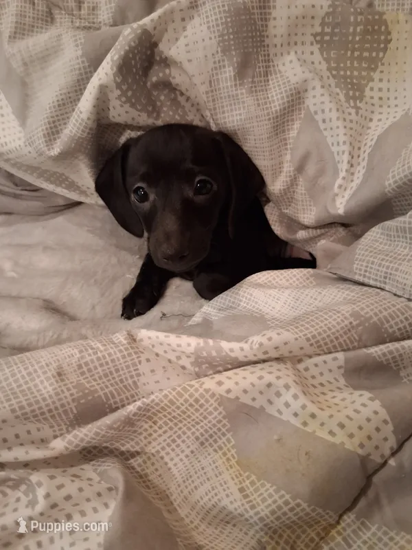 Dafne – Chiweenie puppy for sale in Denver, CO