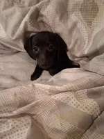 Dafne, a female Chiweenie for sale in Denver, CO – 1 of 4