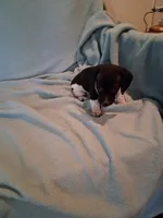 Annie , a female Chiweenie for sale in Denver, CO – 3 of 10