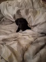 Dafne, a female Chiweenie for sale in Denver, CO – 3 of 4