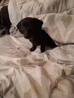 Dafne, a female Chiweenie for sale in Denver, CO – 2 of 4