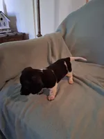 Annie , a female Chiweenie for sale in Denver, CO – 4 of 10