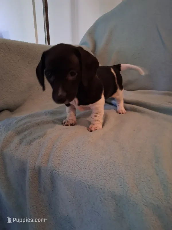 Annie  – Chiweenie puppy for sale in Denver, CO