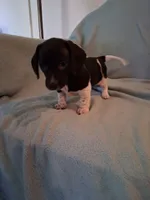 Annie , a female Chiweenie for sale in Denver, CO – 1 of 10