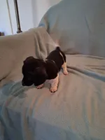 Annie , a female Chiweenie for sale in Denver, CO – 8 of 10
