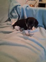 Annie , a female Chiweenie for sale in Denver, CO – 2 of 10