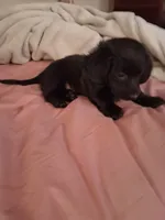 Diesel , a male Dachshund for sale in Denver, CO – 6 of 8