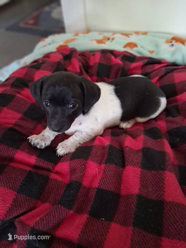 Cowboy  – Chiweenie puppy for sale in Denver, CO