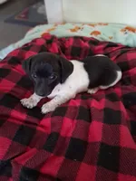 Cowboy , a male Chiweenie for sale in Denver, CO – 1 of 10