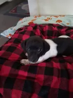 Cowboy , a male Chiweenie for sale in Denver, CO – 2 of 10