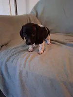 Annie , a female Chiweenie for sale in Denver, CO – 10 of 10