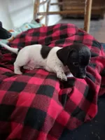 Cowboy , a male Chiweenie for sale in Denver, CO – 10 of 10