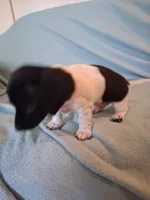 Cowboy , a male Chiweenie for sale in Denver, CO – 8 of 10