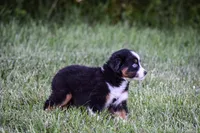 Miss Blue Eyes!!!, a female Miniature American Shepherd for sale in New Haven, MO – 3 of 4