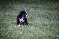 Miss Blue Eyes!!!, a female Miniature American Shepherd for sale in New Haven, MO – 2 of 4