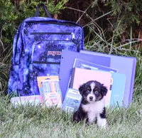 Sweetie, a female Miniature American Shepherd for sale in New Haven, MO – 2 of 3