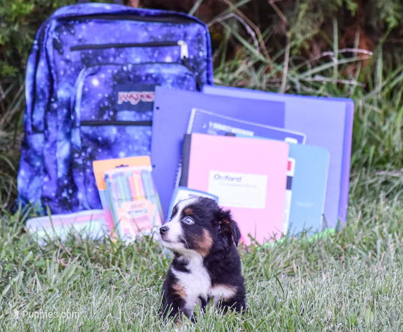 Miss Blue Eyes!!! – Miniature American Shepherd puppy for sale in New Haven, MO