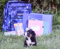 Miss Blue Eyes!!!, a female Miniature American Shepherd for sale in New Haven, MO – 1 of 4