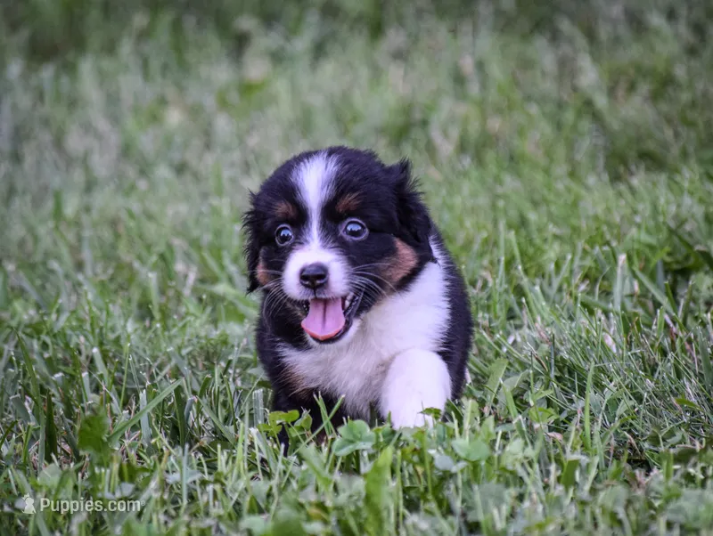 Sweetie – Miniature American Shepherd puppy for sale in New Haven, MO