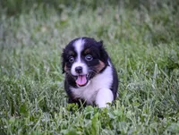Sweetie, a female Miniature American Shepherd for sale in New Haven, MO – 1 of 3