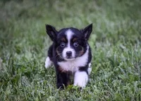 Sweetie, a female Miniature American Shepherd for sale in New Haven, MO – 3 of 3