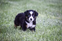 Miss Blue Eyes!!!, a female Miniature American Shepherd for sale in New Haven, MO – 4 of 4