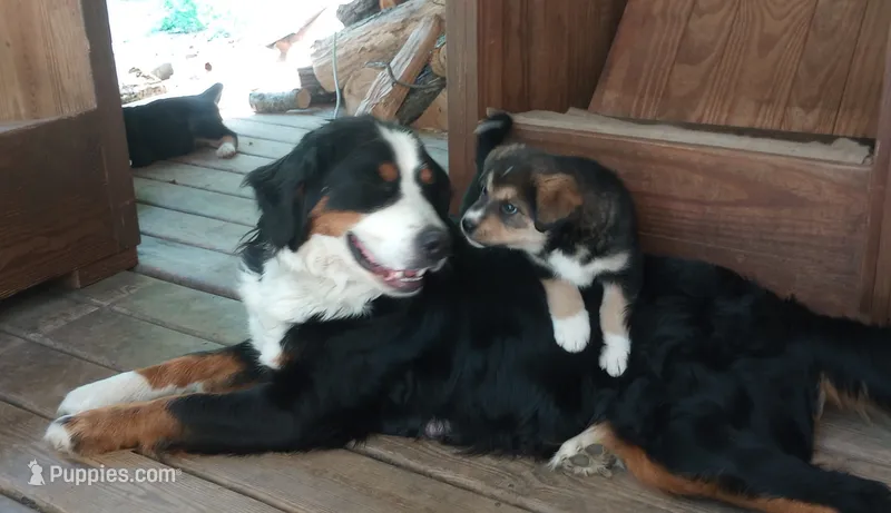 Cici – Bernese Mountain Dog, Alaskan Husky puppy for sale in Raphine, VA
