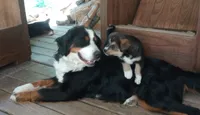 Cici, a female Bernese Mountain Dog and Alaskan Husky for sale in Raphine, VA – 1 of 2
