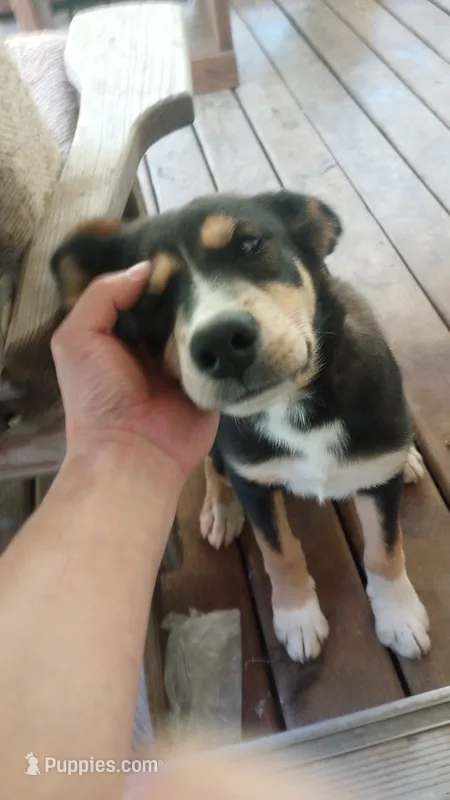 Cindy – Alaskan Malamute, Bernese Mountain Dog puppy for sale in Raphine, VA