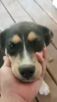 Cindy, a female Alaskan Malamute and Bernese Mountain Dog for sale in Raphine, VA – 3 of 6