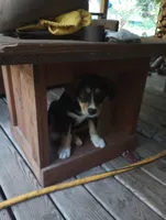 Cleo, a female Bernese Mountain Dog and Alaskan Husky for sale in Raphine, VA – 2 of 2