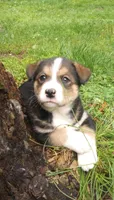 Crystal, a female Bernese Mountain Dog and Alaskan Husky for sale in Raphine, VA – 2 of 3