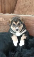 Cici, a female Bernese Mountain Dog and Alaskan Husky for sale in Raphine, VA – 2 of 2