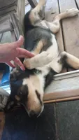 Cindy, a female Alaskan Malamute and Bernese Mountain Dog for sale in Raphine, VA – 2 of 6