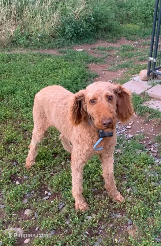 Maverick – Poodle - Standard  puppy for sale in Raphine, VA