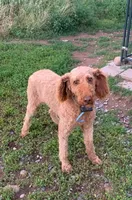 Maverick, a male Poodle - Standard  for sale in Raphine, VA – 1 of 2
