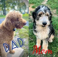 Maverick, a male Poodle - Standard  for sale in Raphine, VA – 1 of 1