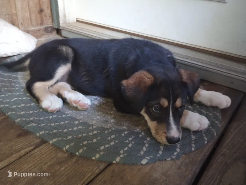 Cleo – Bernese Mountain Dog, Alaskan Husky puppy for sale in Raphine, VA