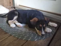 Cleo, a female Bernese Mountain Dog and Alaskan Husky for sale in Raphine, VA – 1 of 2