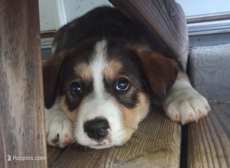 Crystal – Bernese Mountain Dog, Alaskan Husky puppy for sale in Raphine, VA